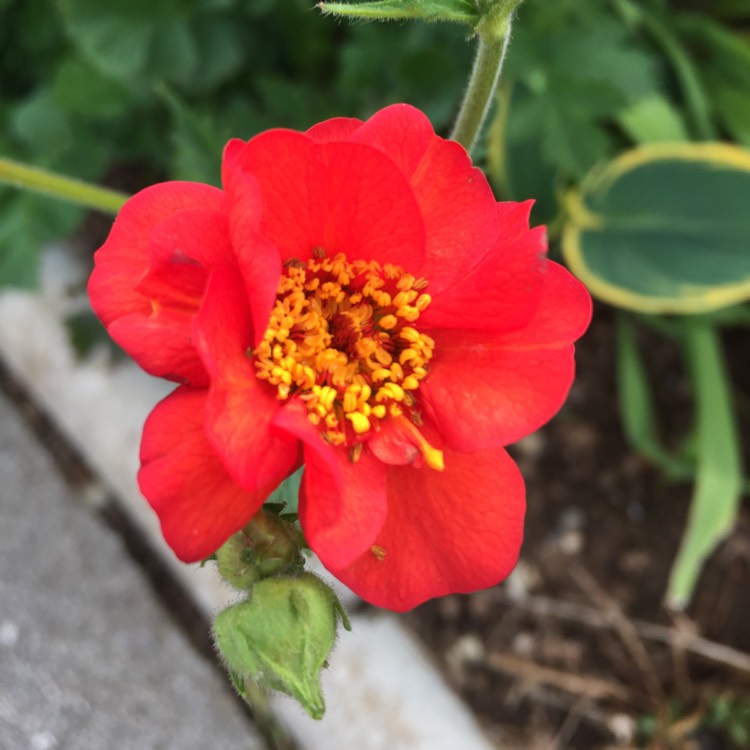 Plant image Geum 'Blazing Sunset'