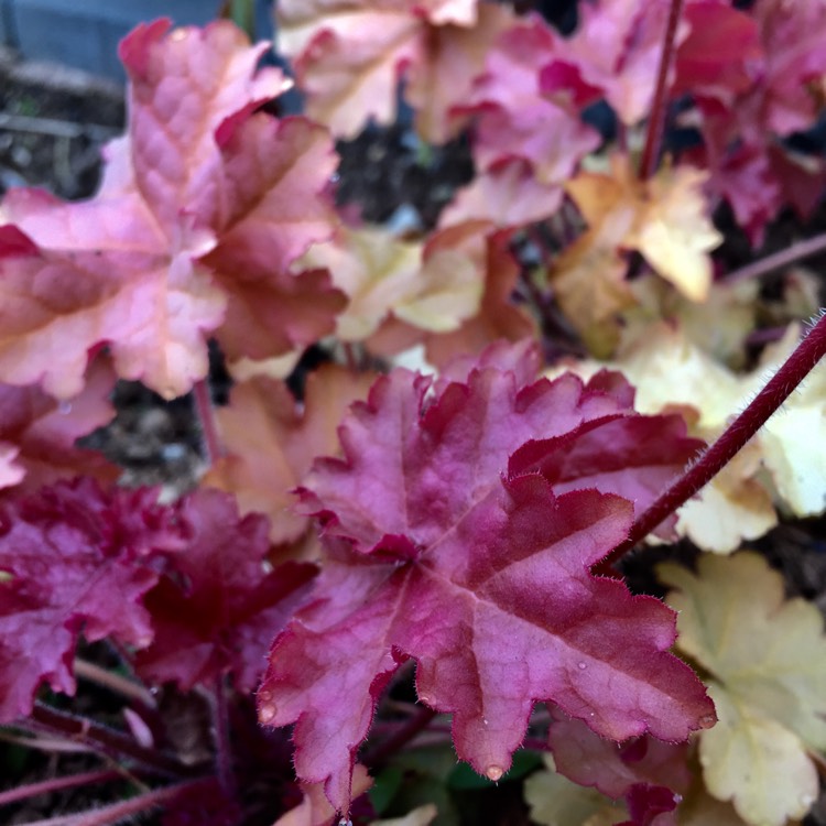 Plant image Heuchera 'Phoebe's Blush'