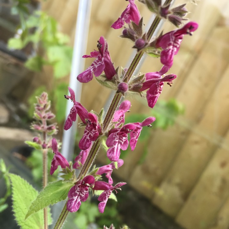 Plant image Stachys sylvatica