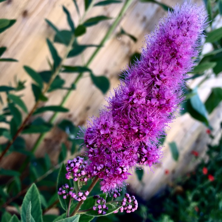 Plant image Spiraea douglasii