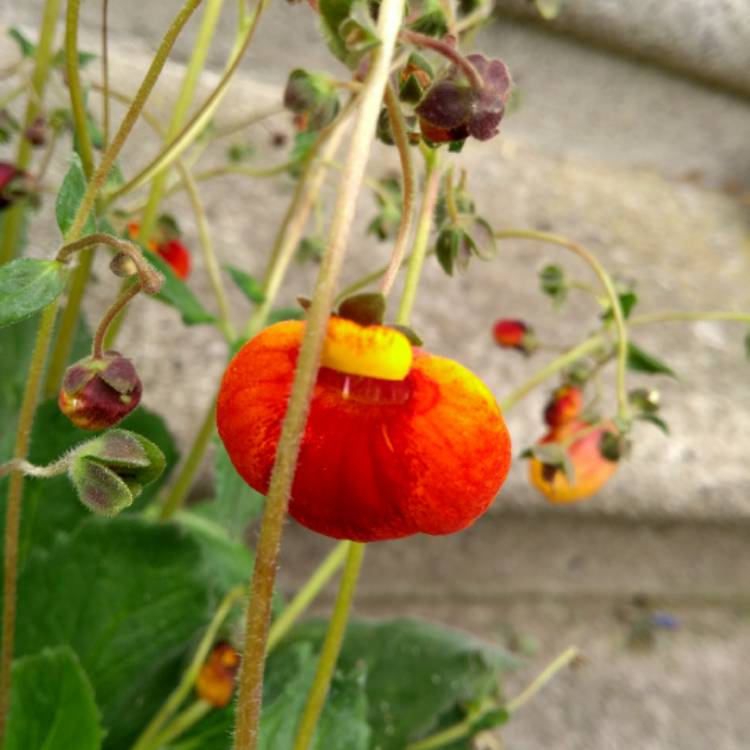 Plant image Calceolaria integrifolia