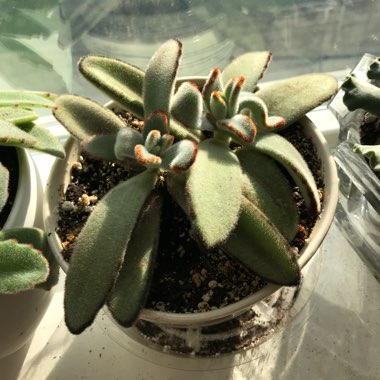 Kalanchoe Tomentosa 'Chocolate Soldier'