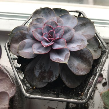 Echeveria Purple Pearl