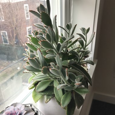 Kalanchoe tomentosa