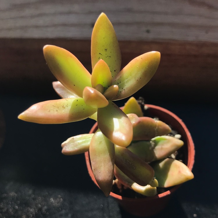 Sedum Adolphi