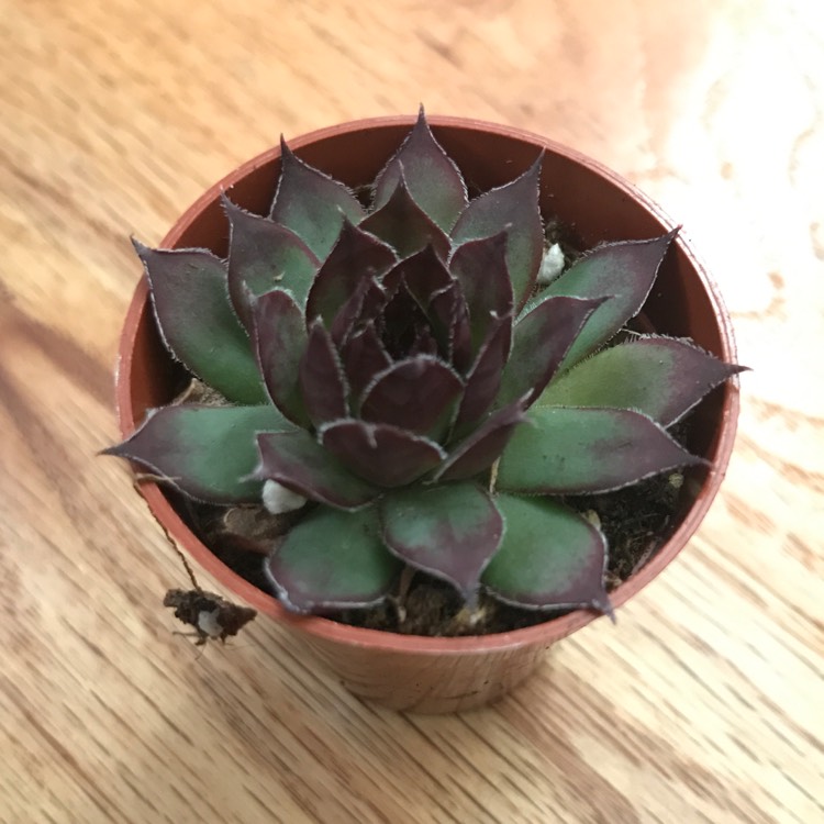 Plant image Sempervivum Berwick Red