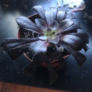 Aeonium Simsii x Zwartkop