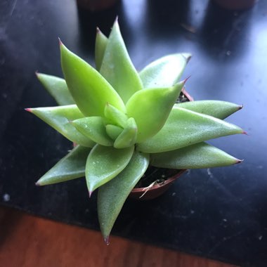 Echeveria Agavoides Lemaire