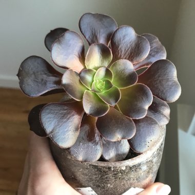 Aeonium Simsii x Zwartkop