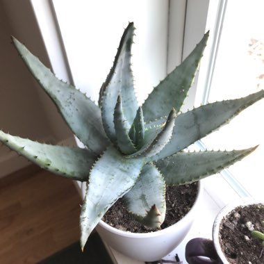 Aloe aculeata 'Black Thorns'