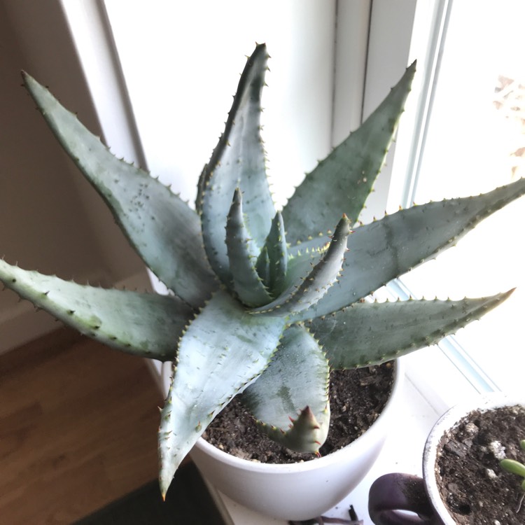 Plant image Aloe aculeata 'Black Thorns'