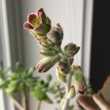 Kalanchoe tomentosa