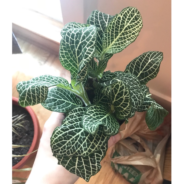 Plant image Fittonia argyroneura 'White Anne'