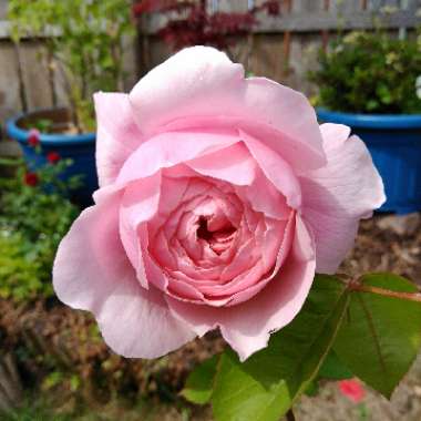 Rose 'The Alnwick Rose' (Shrub)