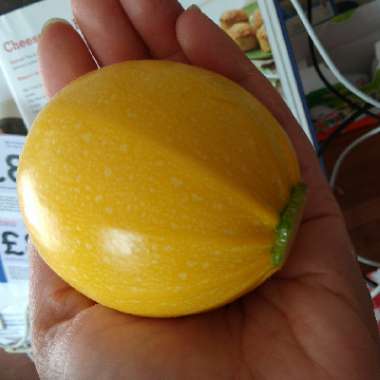 Courgette 'Summer Ball'