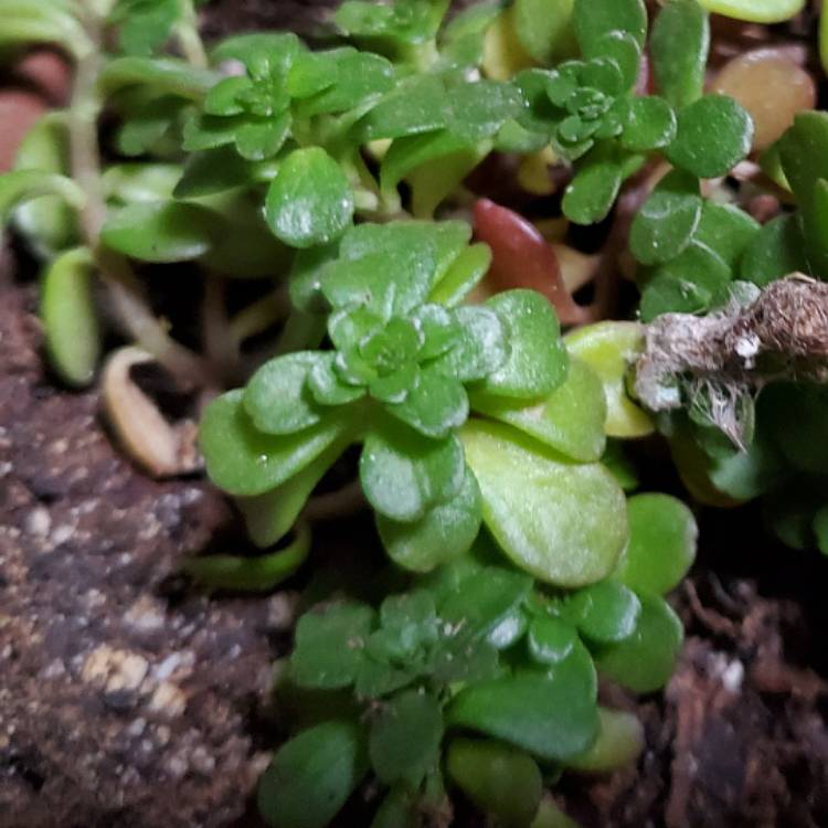 Plant image Sedum oreganum tenue 'Procumbens'