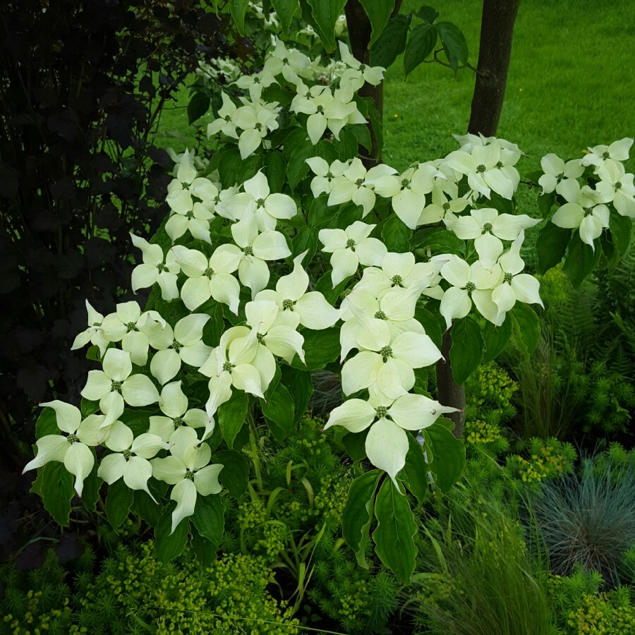 Plant image Cornus kousa 'China Girl'