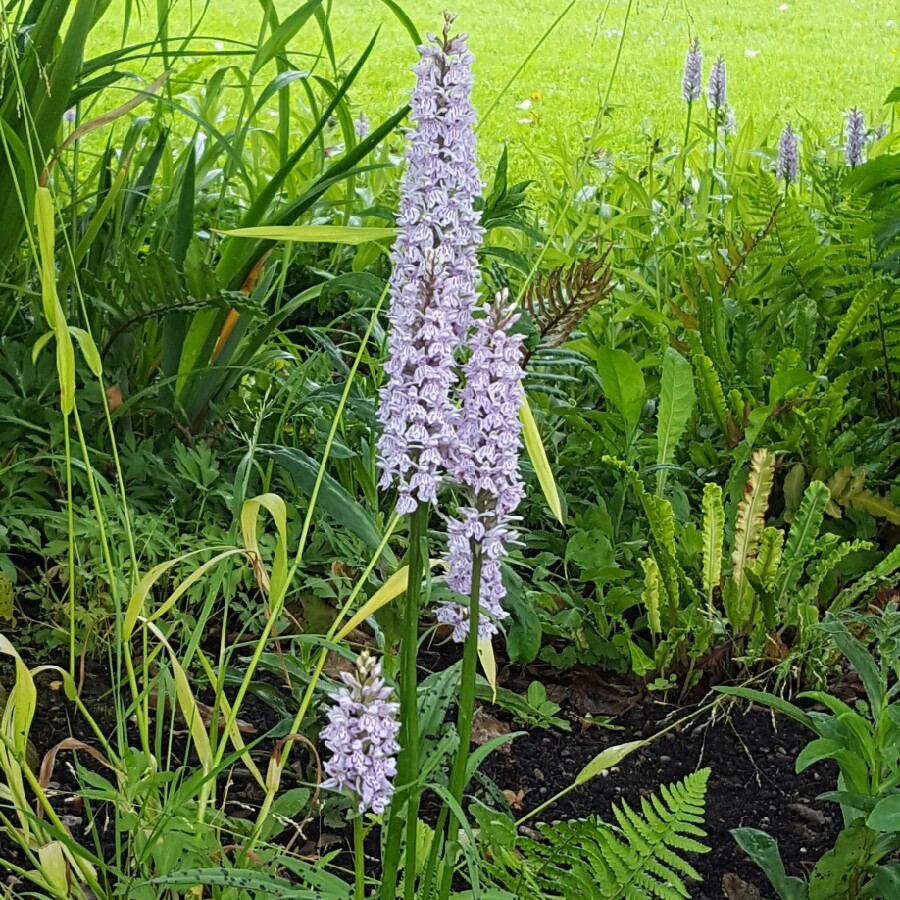 Common Spotted Orchid