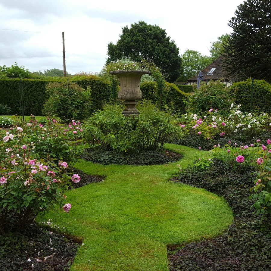 Andrew's garden