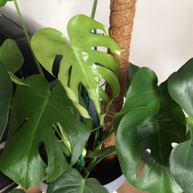 Monstera deliciosa