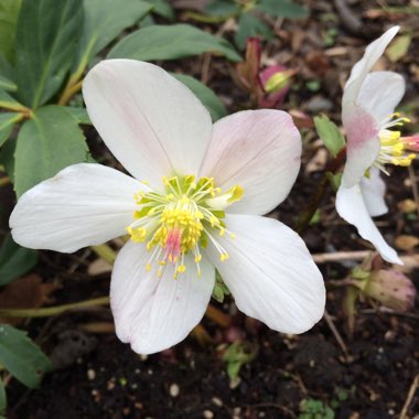 Helleborus niger