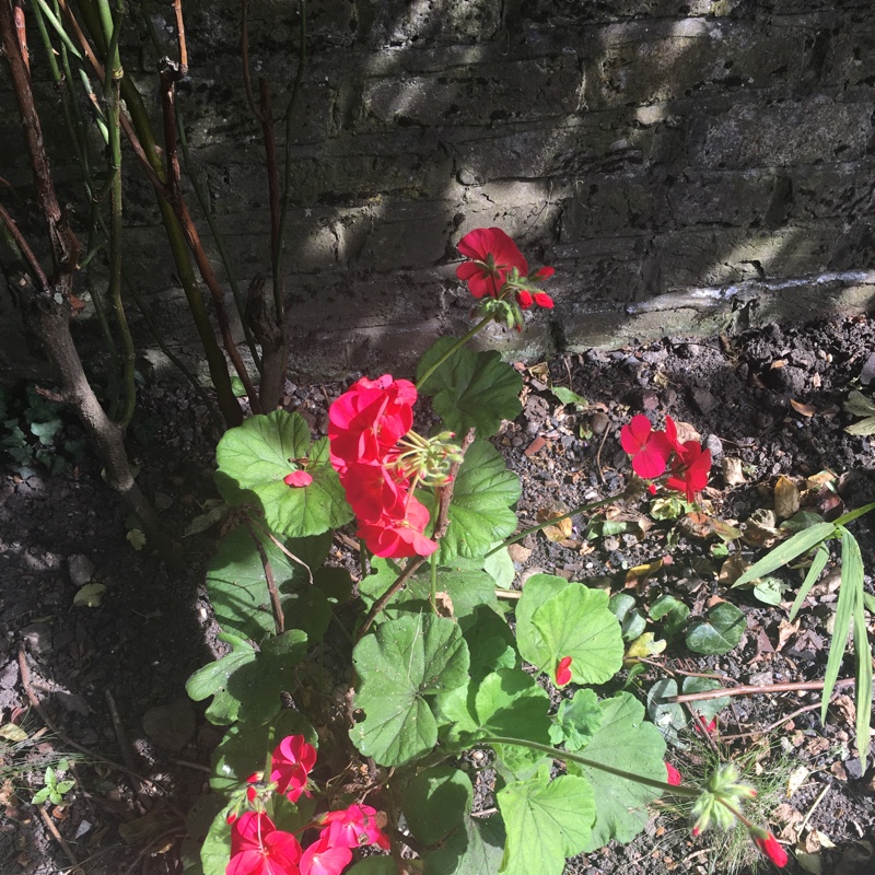 Pelargonium 'Royal Surprise' (Regal)