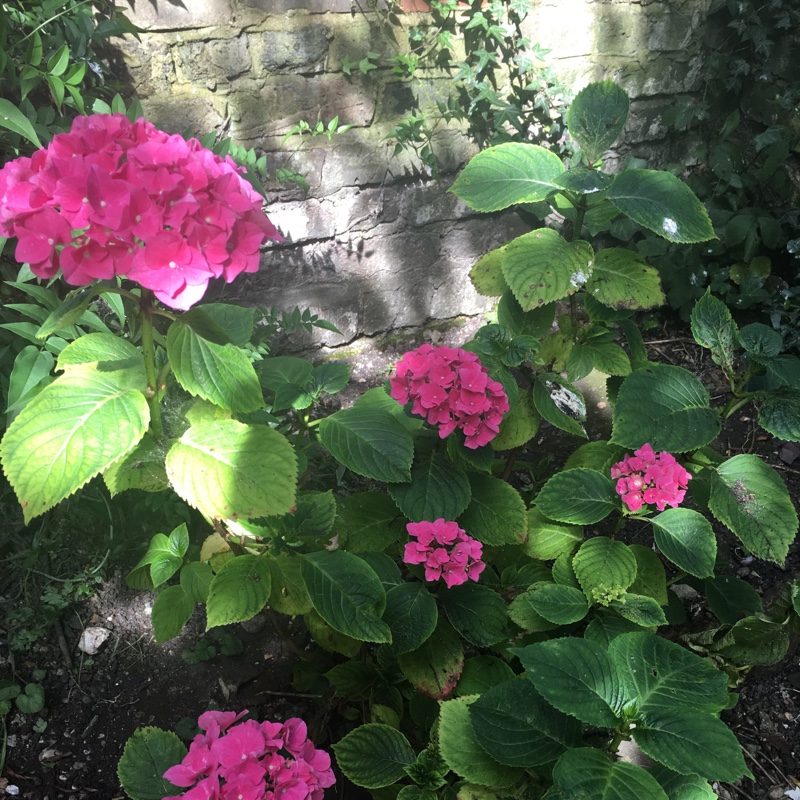 Hydrangea 'Normalis'