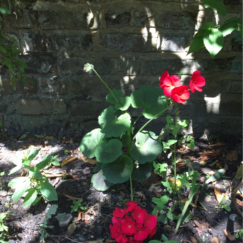 Plant image Pelargonium 'Royal Surprise'