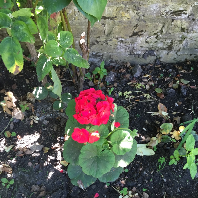 Plant image Pelargonium 'Royal Surprise'