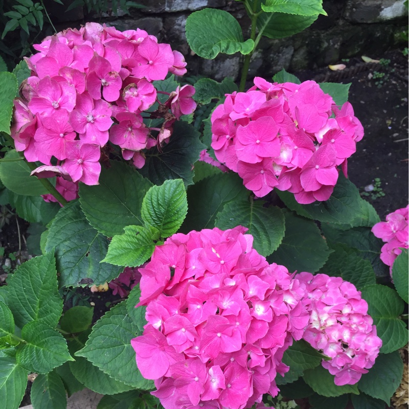 Hydrangea 'Normalis'