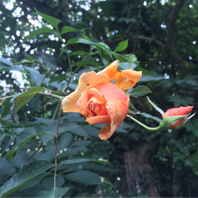 Rose 'Lady Emma Hamilton' (Shrub)