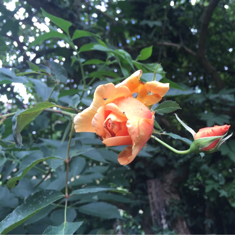 Rose 'Lady Emma Hamilton' (Shrub)