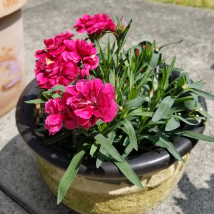 Plant image Dianthus caryophyllus 'Grenadin Mix'