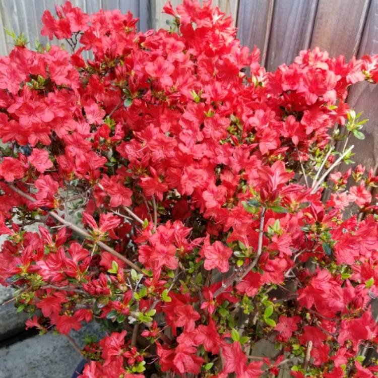 Plant image Rhododendron (Aronense Group) 'Kazuko' syn. Rhododendron 'Geisha Red'