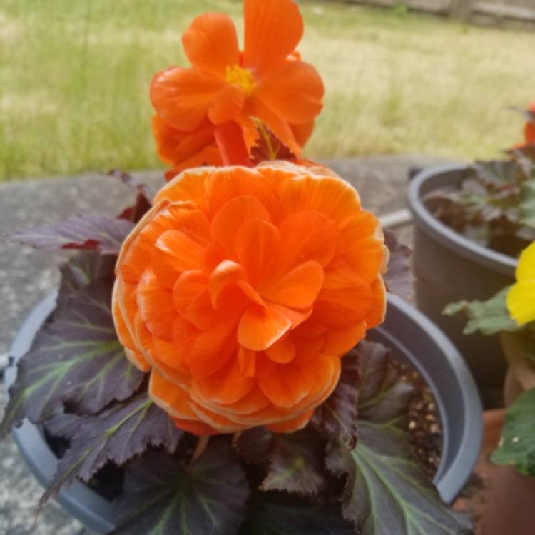 Plant image Begonia 'Nonstop Mocca Deep Orange' (Nonstop Mocca Series)