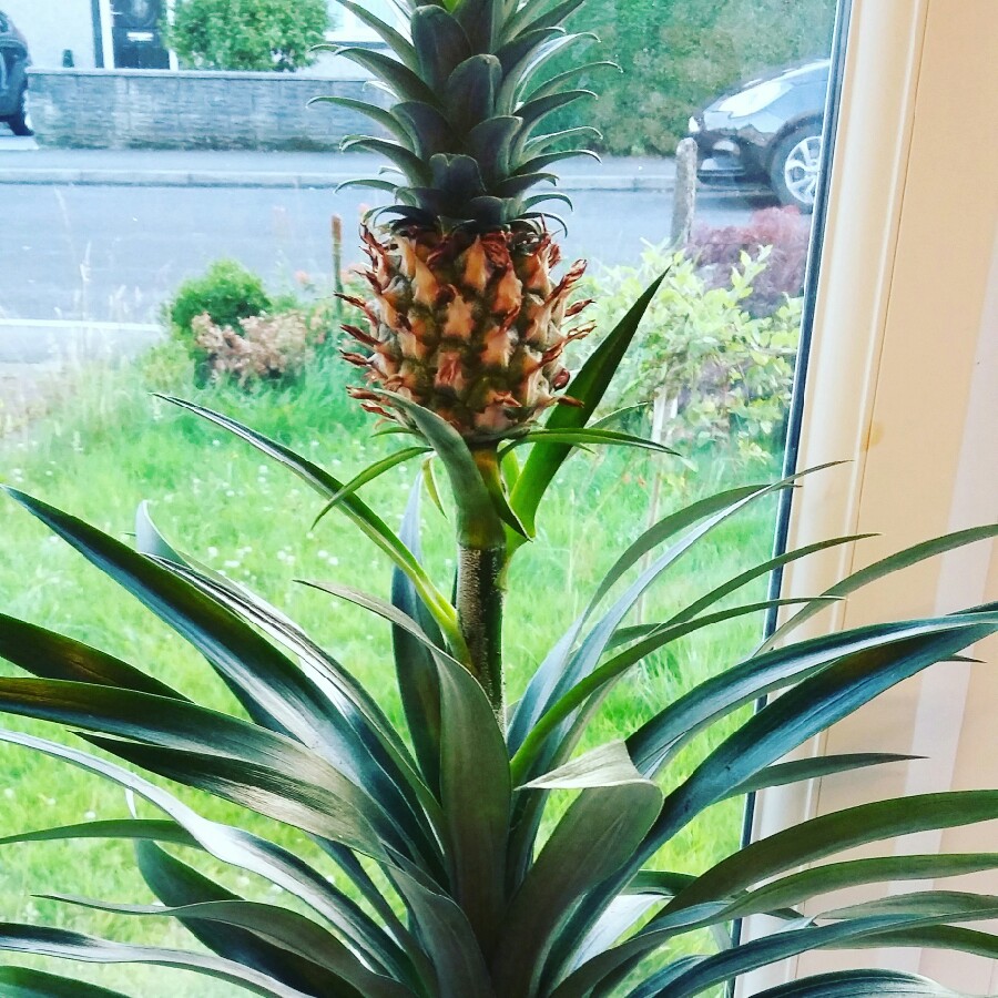 Pineapple