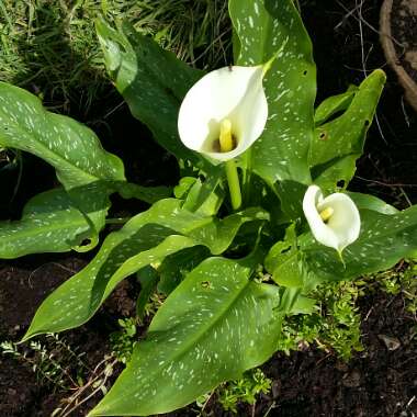 Calla Lily