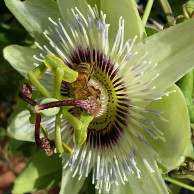 Passion Flower