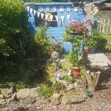 Emma's garden