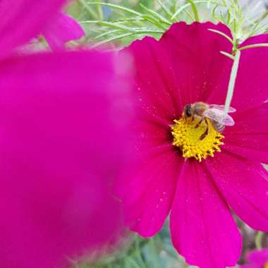 Cosmea 'Sonata Pink Blush'