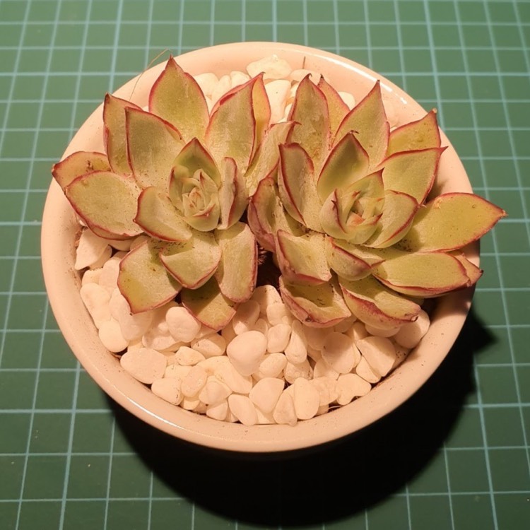 Plant image Echeveria Esther