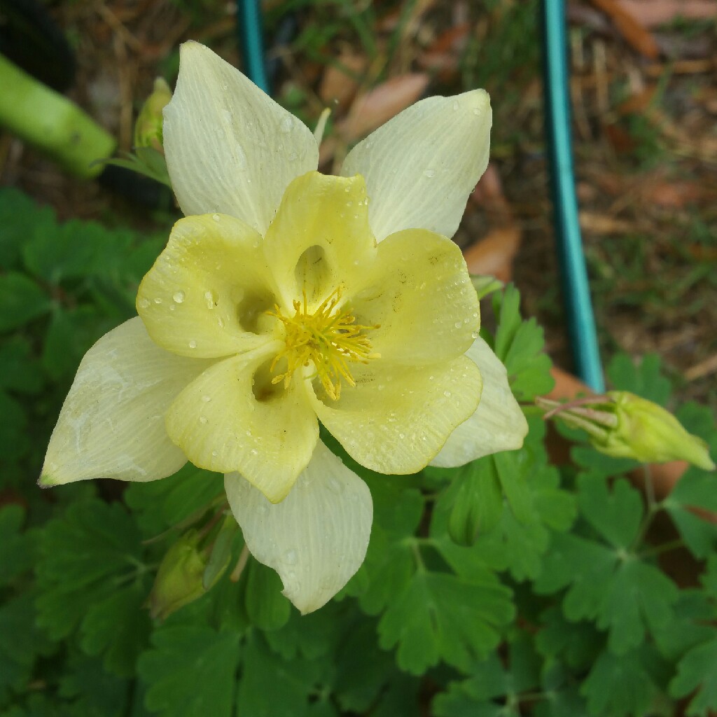 Columbine