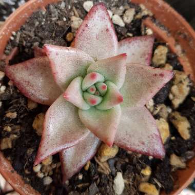 Echeveria Agavoides Romeo