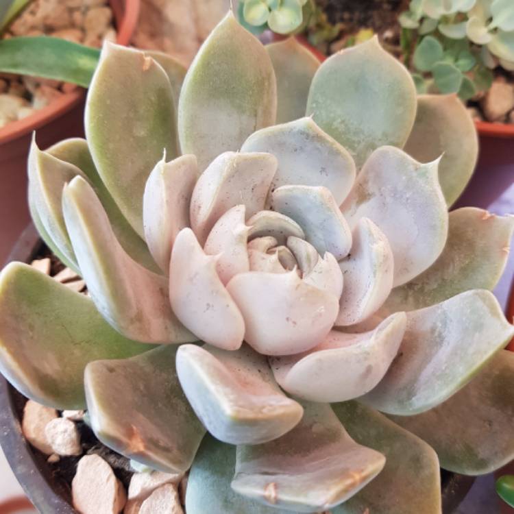 Plant image Echeveria Snow Bunny