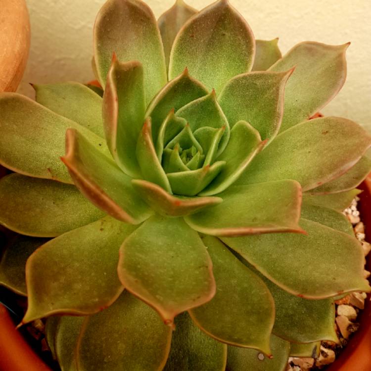 Plant image Echeveria Mira