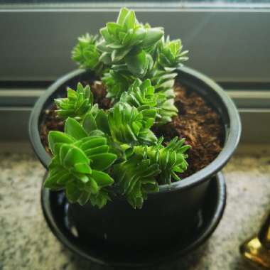 Crassula 'Estagnol'