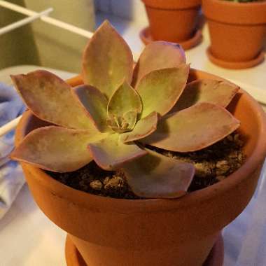 Echeveria 'Perle Von Nurnberg'