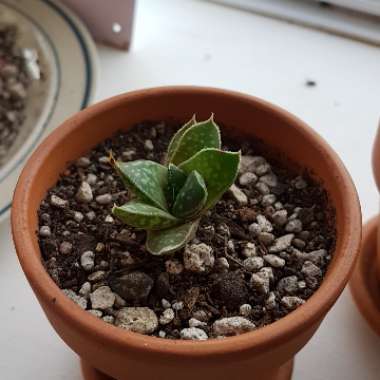 Haworthia