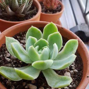 Echeveria