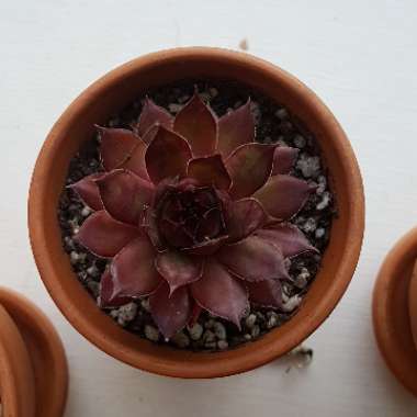 Sempervivum